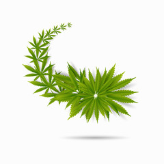 Cannabis leaf green  drug marijuana herb Background. natural marijuana Frame Cannabis Green Leaf.