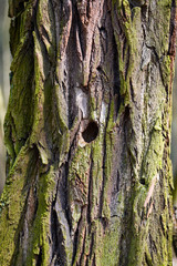 Texture of the bark of an old tree. Texture of the bark of an old tree.