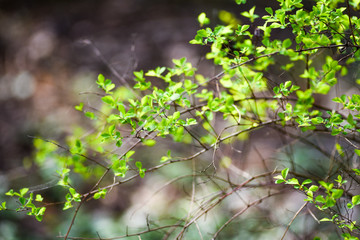 Green spring buds on trees. Green leaves.