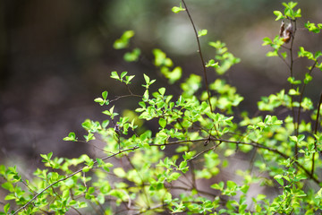 Green spring buds on trees. Green leaves.