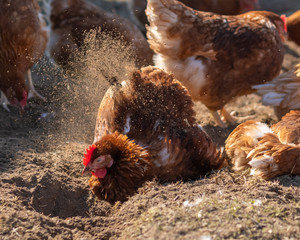 Glückliche Hühner - Hühner beim Sandbaden in artgerechter Haltung	