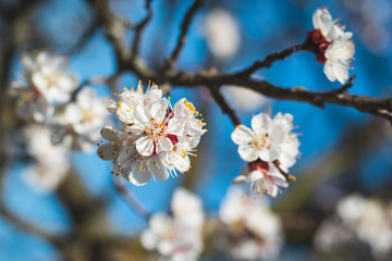 Blooming branch of apricot tree at spring