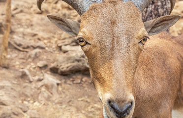 Close up head of Barbary sheep   (Ammotragus lervia)