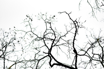 Dry branches against the sk