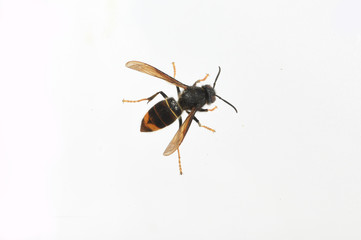 asian hornet on a white background