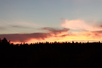 bloody sunset in the forest