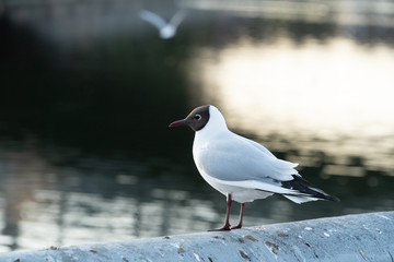 River gull at the river bank in the city