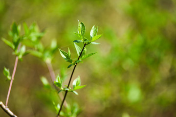 Green spring buds on trees. Green leaves.