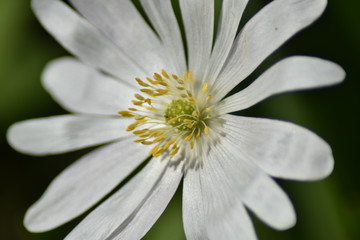 Obraz premium Anemone blanda 'White Splendour'