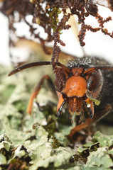 asian hornet on a white background