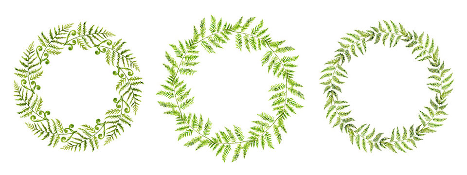 Fern Wreath. Fern leaf painted with watercolor on a white background. Forest herbs. Green forest branches.