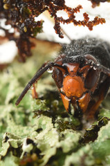 asian hornet on a white background