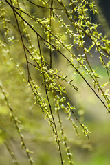 Green spring buds on trees. Green leaves.