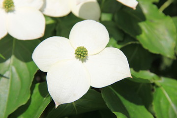 ヤマボウシの純白の花(宮城県)
