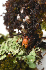 asian hornet on a white background