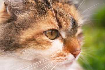 cat close up portrait looking.