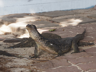 Malaysia Kota Kinabalu Manukan Island 