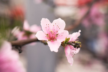 Peach blossom in spring.