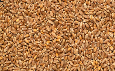Organic wheat grains as agricultural background. Wheat background view from the top