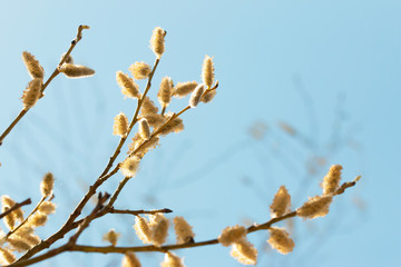 willow flowers on a branch