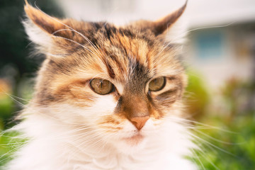 cat close up portrait looking.