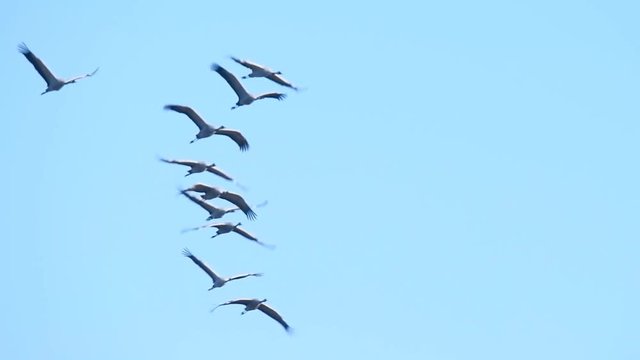 Common Cranes or Eurasian Cranes (Grus Grus) flying in slow motion in mid air during migration in autumn