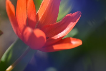 Obraz premium Blühende Tulpe (Tulipa)