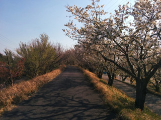 Fototapeta na wymiar the route to school with cherry blossoms / 満開の桜と通学路の小径（早朝の風景）