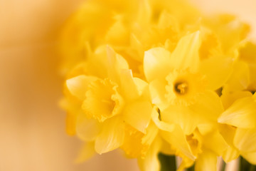 Close-up of a beautiful Yellow Daffodil Narcissus