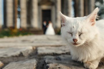 white homeless cat looking and sleeping on background of wedding couple hugging at old castle.  cute dirty kitten. adopt concept. space for text