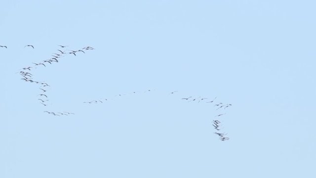 Common Cranes or Eurasian Cranes (Grus Grus) flying in slow motion in mid air during migration in autumn