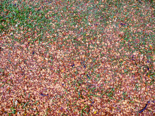 Full Frame Background of Fallen Dry Leaves on Grass Lawn