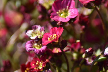 Moos-Steinbrech (Saxifraga x arendsii) - Bodendecker