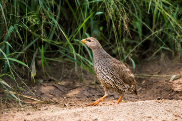 Natal Spurfowl strolling down the riverbed