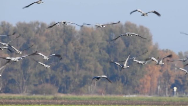 Common Cranes or Eurasian Cranes (Grus Grus) flying in slow motion over a field during migration in autumn