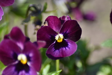 Bl&uuml;hende Stiefm&uuml;tterchen