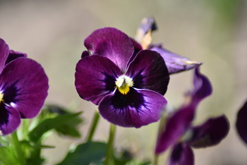 Bl&uuml;hende Stiefm&uuml;tterchen