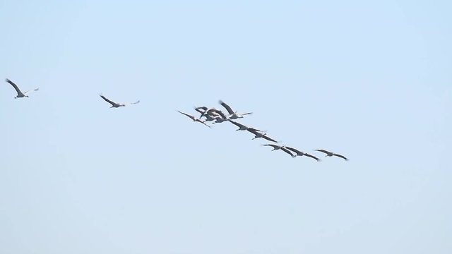 Common Cranes or Eurasian Cranes (Grus Grus) flying in slow motion in mid air during migration in autumn