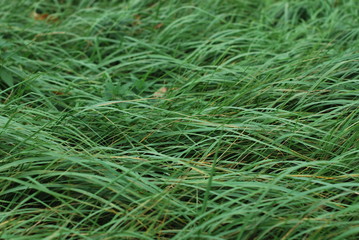 Full view green grass closeup background with natural texture from a meadow field. Grass in wind movement. Soft lightning. 