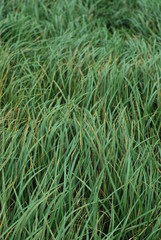 Fototapeta na wymiar Full view green grass closeup background with natural texture from a meadow field. Grass in wind movement. Soft lightning. 