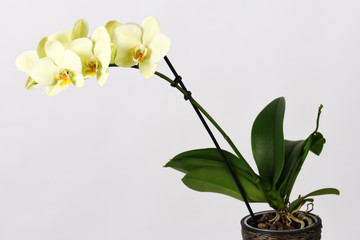 beautiful yellow orchid