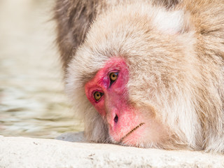 Japanese macaques in Nagano. Jigokudani Monkey Park. Japan.