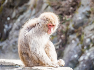 Japanese macaques in Nagano. Jigokudani Monkey Park. Japan.