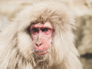 Fototapeta premium Japanese macaques in Nagano. Jigokudani Monkey Park. Japan.