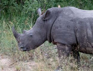 Obraz premium White rhino, photographed at Sabi Sands Game Reserve in South Africa.