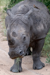 Obraz premium White rhino, photographed at Sabi Sands Game Reserve in South Africa.