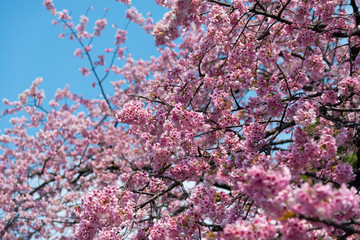 Sakura (Cherry Blossom)  blooming with blue sky in spring around Ueno Park in Tokyo , Japan