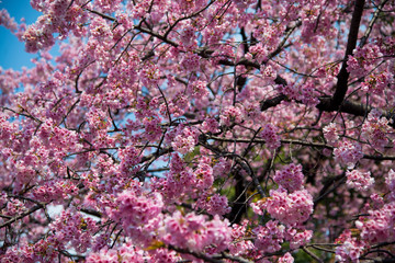 Sakura (Cherry Blossom)  blooming with blue sky in spring around Ueno Park in Tokyo , Japan