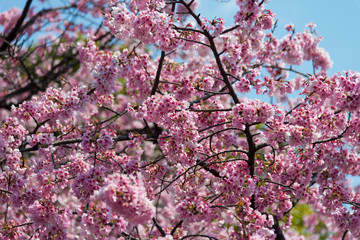 Sakura (Cherry Blossom)  blooming with blue sky in spring around Ueno Park in Tokyo , Japan