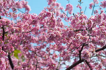 Sakura (Cherry Blossom)  blooming with blue sky in spring around Ueno Park in Tokyo , Japan